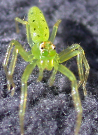 Magnolia Green Jumper